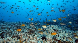 Similan Islands